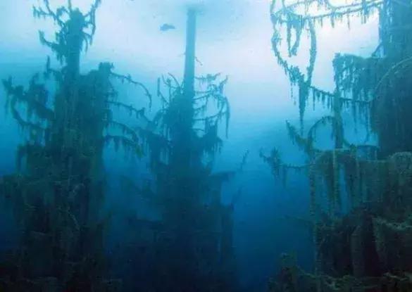 地震造成树木在水中“倒着长”吸引大批游客,专家:太不可思议了