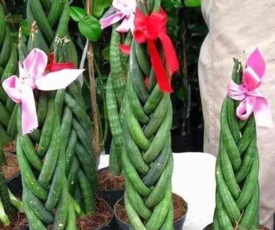 辫子■花市上有一盆栽,又称“辫子花”,60一盆抢着要,你家养过吗