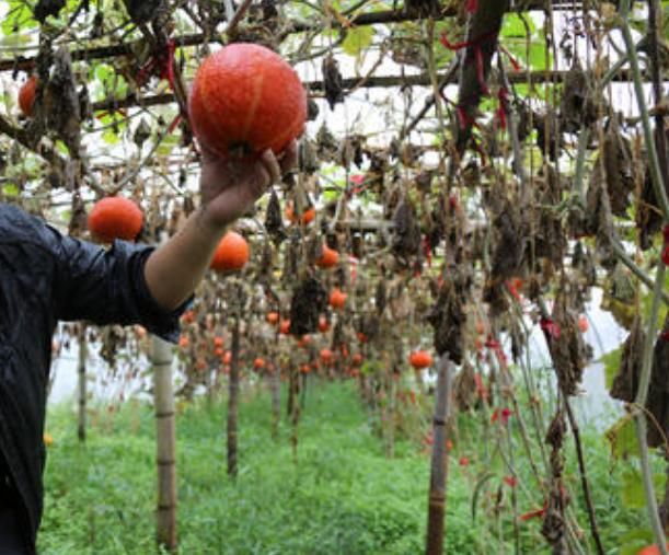  [种植]补血养颜、促进消化的金南瓜，瓜农种植前需全面的了解以下几项