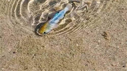 世界最独特的沙漠，每年降雨量1600毫升，还有鱼生活