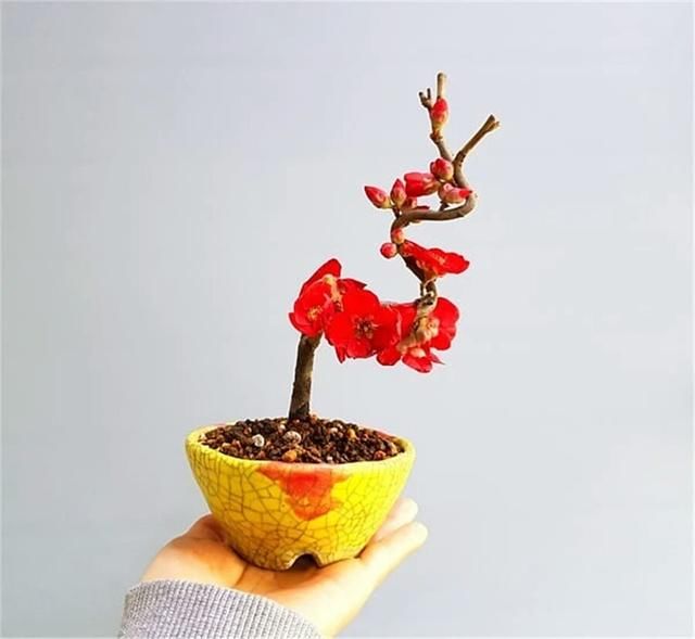  开花■掌上开花，真好看！