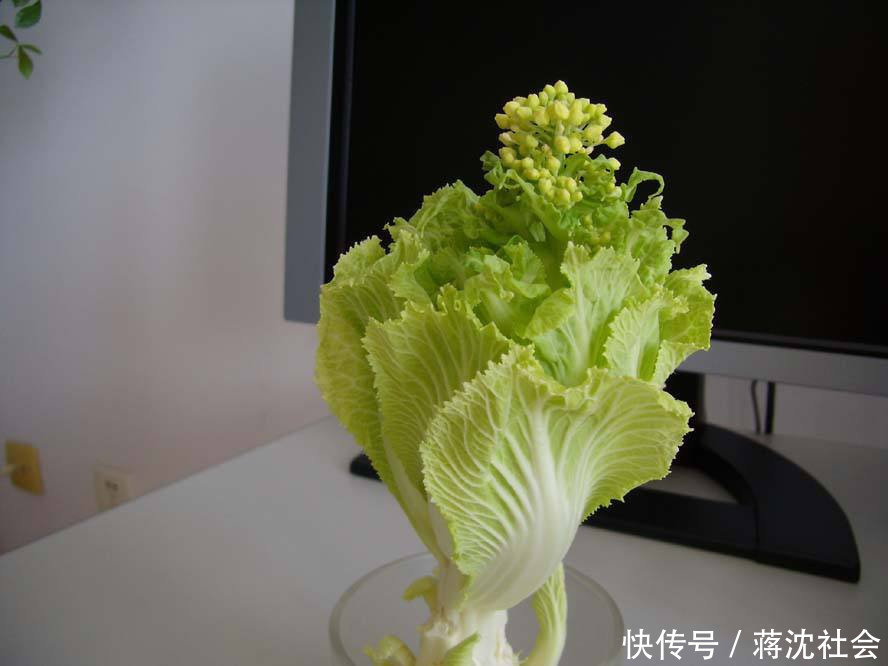 『不用』阳台上种菜,别缺这6样,随便种一盆,割菜好几茬,都不用买菜了