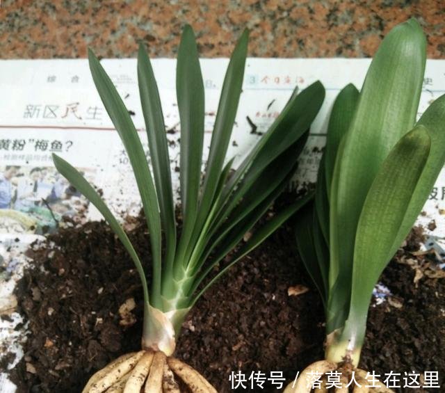  glevel_3＂春天换盆季，3个情况需谨慎，不然换一盆死一盆