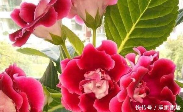 当心|6月开始,这“3种花”浇水要当心,尤其最后一种要管住手