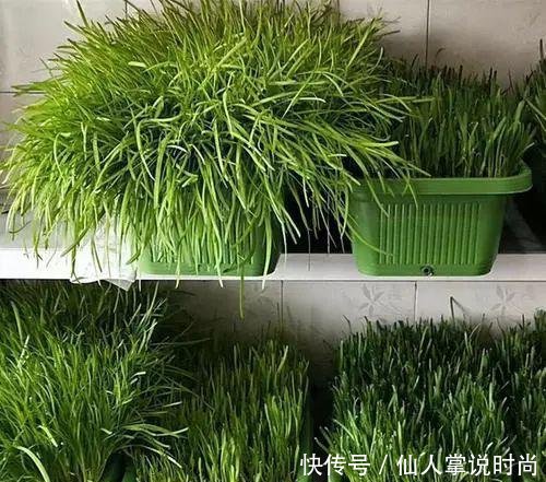  试试■都说种韭菜可以多次采摘，我准备好泡沫箱，试试种在阳台上