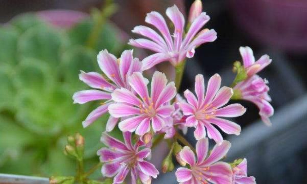  「打造」这几款植物，养在家里增碳雅致，花开俏丽多姿，轻松打造百花园