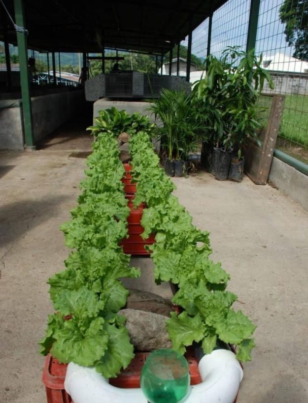  设计|城里人越来越流行在家种菜了！分享10种菜园设计，省钱还健