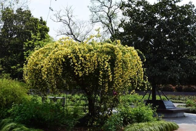 麻叶绣线:春花含情付春光,蔷薇园里漫芬芳