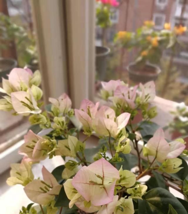  三角梅@三角梅只长叶子不开花，掌握4点，开花一簇一簇，爆满枝