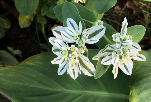  『喜欢』名字有画面感的3种花，银边翠、蓝雏菊、高翠雀花，你喜欢哪个？