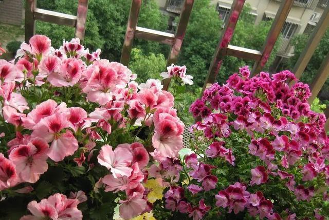 植物@好养还容易爆花的植物,除了长寿花,还有天竺葵,哪个更美