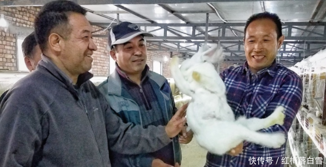  [兔子]农民养兔子能致富，100只兔子一年可以赚6万块，为啥没人