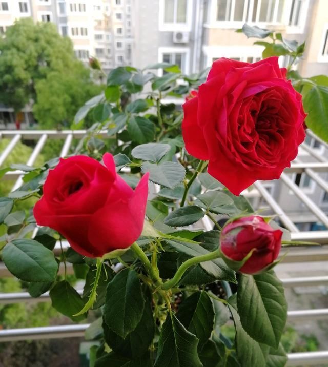  『红艳』此花是世界名花，花色红艳，漂亮又喜庆，四季常开，是盆栽佳品