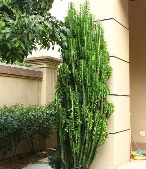  【养护的时】这花可真了不得，随便一养就猛蹿戳屋顶，吓得赶紧搬出去！