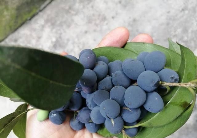  #万物#酸咪草凤仙花桂花果，有他们在的地区，万物皆满春！