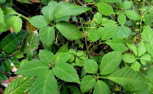  药草@农村的一种野草，晒干之后就是中药材，被称为“长寿药草”