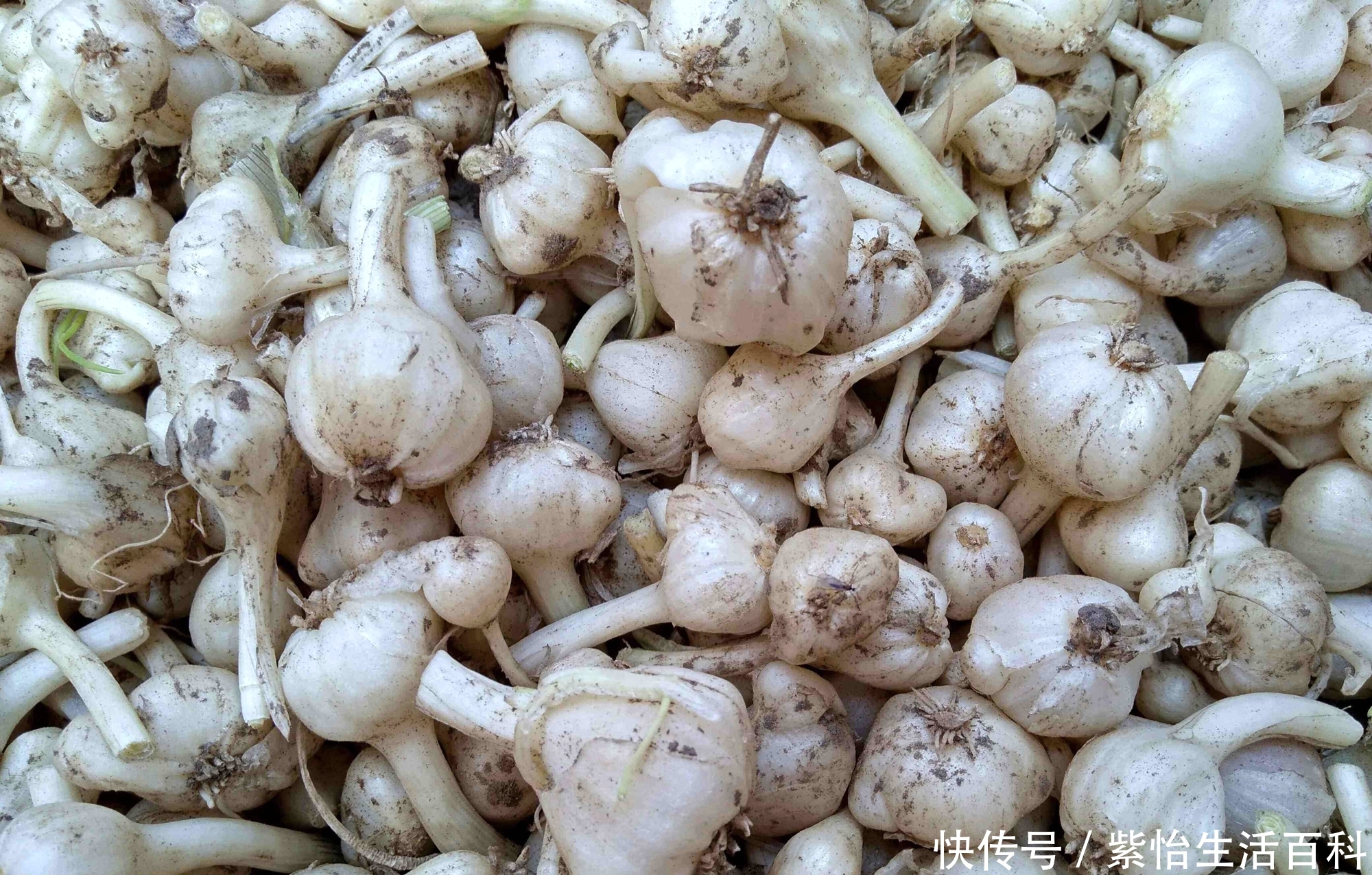 现在吃野菜很流行，农村老人为何不喜欢吃？山里野菜农民为何不采