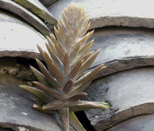  「不少」在野外有2种“多肉植物”，植株爆盆快，见到挖1棵养，1个月变美