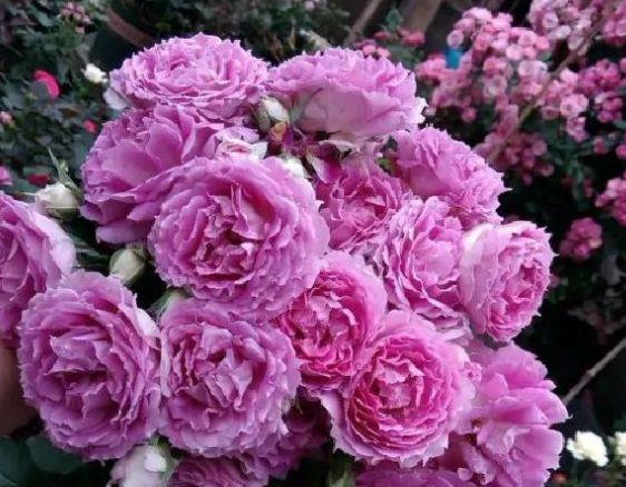  「耐热」阳台养花就选5种花，耐热喜光很耐晒，全年都开花，养出小花园