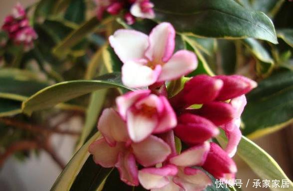  虎皮兰：盆栽4种“健康花”，空气新鲜、细菌少，养生人士首选，适应性强