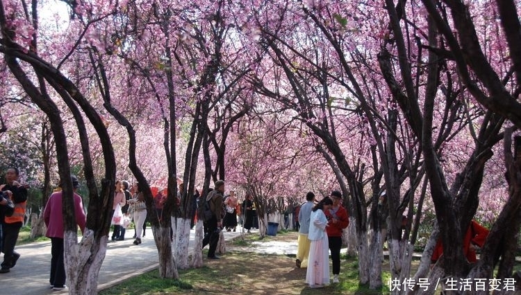 圆通花潮舞翩跹：三月春暖花开的季节，这里是昆明最经典的赏花地