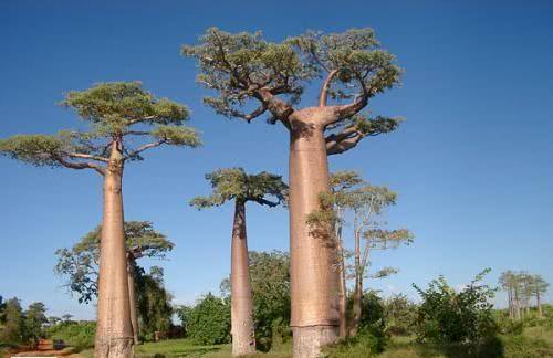 地球上最高的巨型大树高达156米每年吸收175吨水