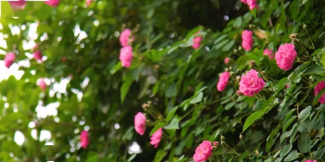  「木香花」老门东，花都开好了！