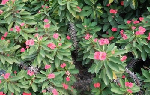  『家里』这种植物好活易养还有观赏性，把它养在家里，比养绿萝好多了