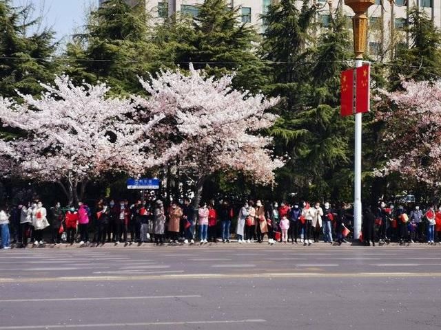  白衣战士■70多天等待，潍坊市民樱花树下夹道欢迎白衣战士回家