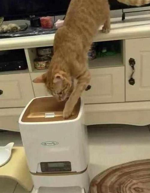 小伙■小伙给猫咪尝了尝臭脚,猫咪也是情商高先森,我先溜为敬