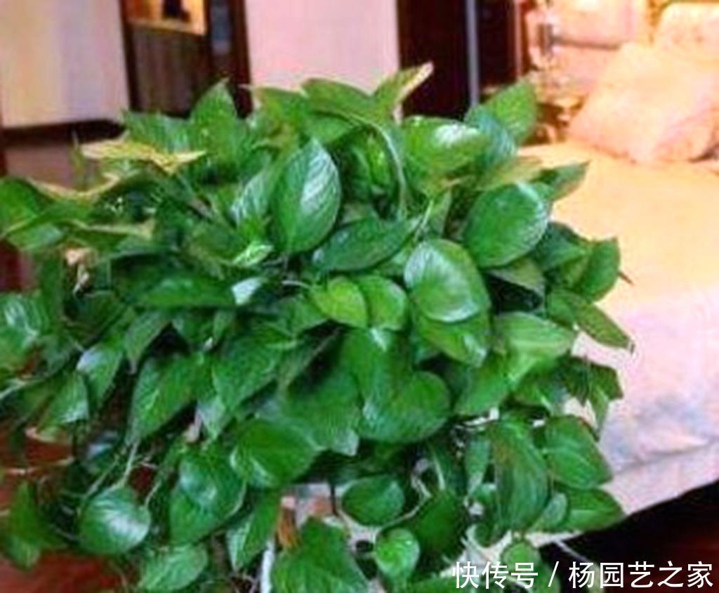 『摆放』家里养绿萝,这四个地方不要随意摆放,这讲究真不是迷信,看看吧