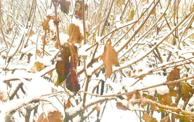 晴天适合相见,雪天适合思念