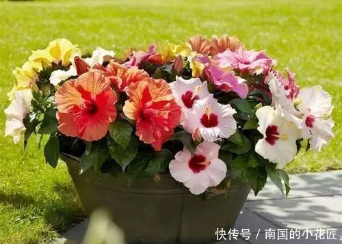 阳光|这几种花养护就一个字“晒”,太阳好了晒一晒,越长越旺容易爆盆