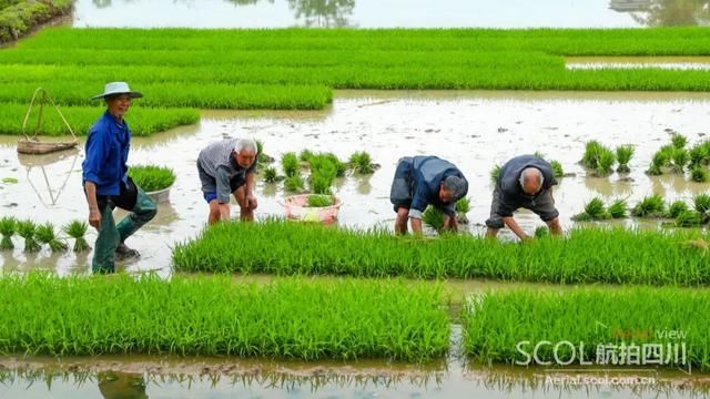  田园：谷雨时节插秧忙 华蓥山区谱写田园春曲