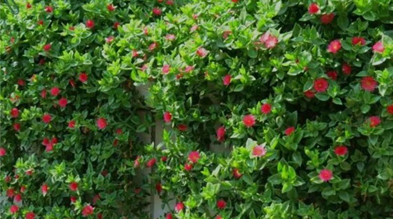 【慎养】这花要慎养,每年砍掉3麻袋,照样蹭蹭长!