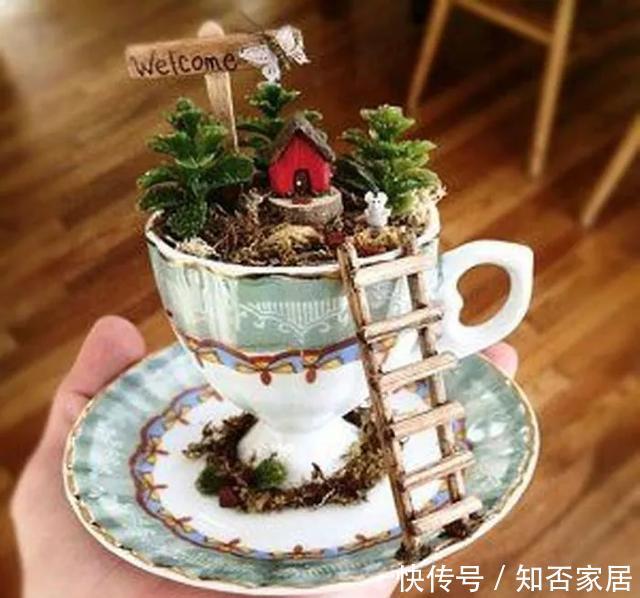 「装饰」在茶杯里建花园,美到惊艳!31万网友疯狂点赞