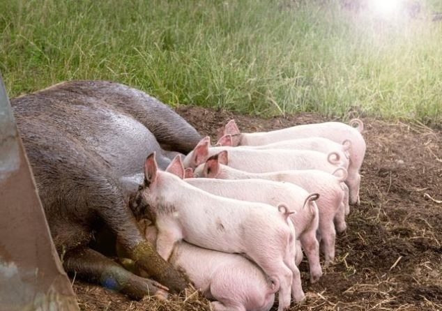 猪肉值钱都挑小猪仔，猪肉不值钱都拣大的要，这到底是为什么？