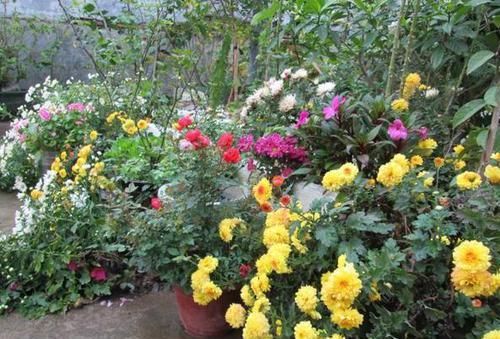 『提高』想要提高花草'抵抗力'?就自制花肥吧,5招保管啥肥都不缺