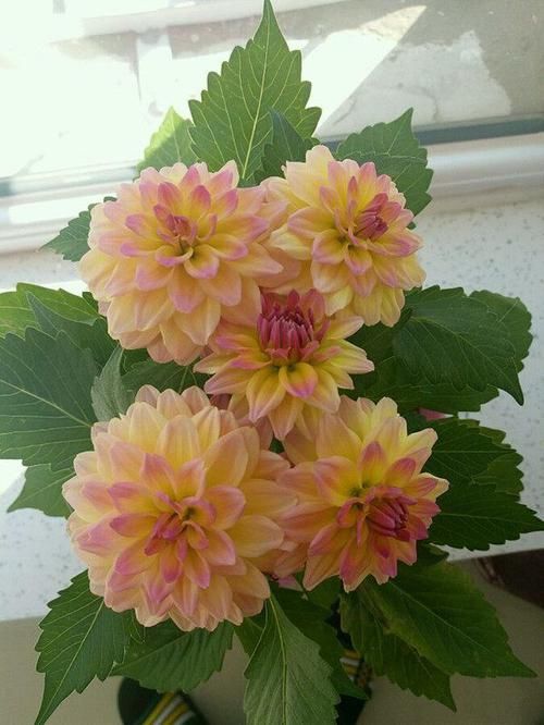 盆栽@忘了满天星六倍利吧,此植物花期长,爆盆容易极芳香,是盆栽佳品