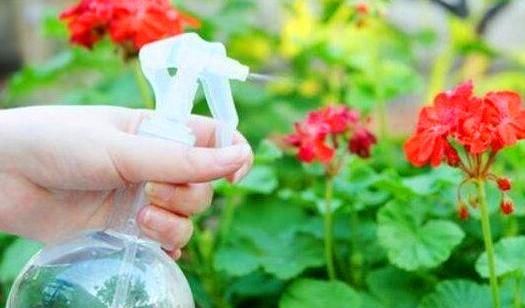  #兑水#药店的“2种”药片，兑水给花浇1浇，像打了“激素”，花开不断！