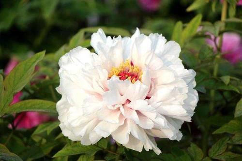  「种植」牡丹与芍药哪个好养活？牡丹为什么比芍药难养