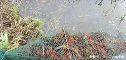 找准农业项目太难了，要想赚钱，这三个特种养殖项目值得考虑！