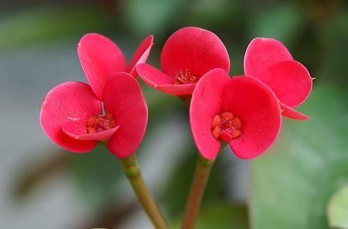  『耐热』3种花适合懒人养，耐热耐晒更耐旱，一年四季开花不断，漂亮极了