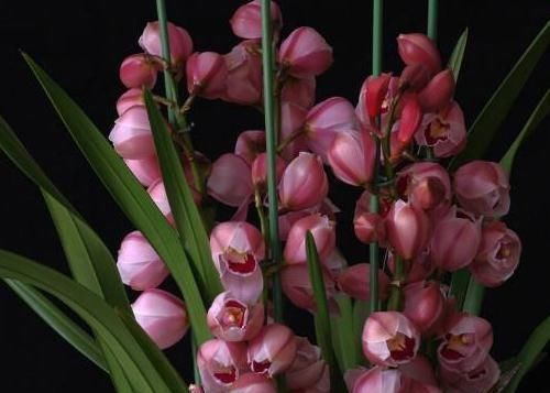  『花箭』养好“大花蕙兰”，一个小妙招，花箭“3倍“射，花朵一串又一串