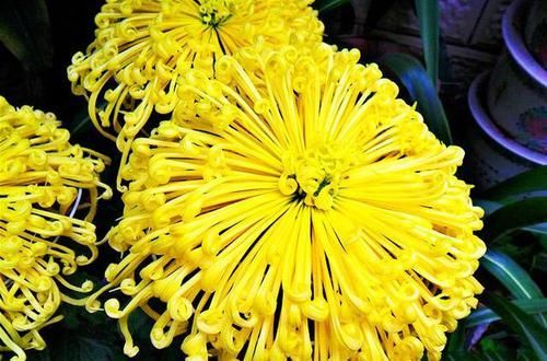  皇冠■喜欢赏菊，就养盆“珍稀名菊”国华皇冠，似金光四射，光彩夺目
