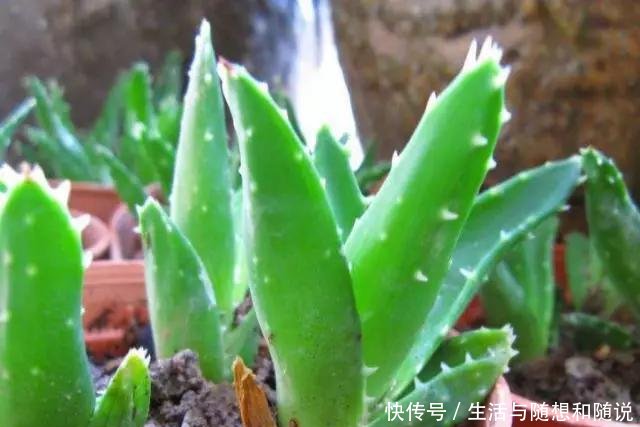  「适合」5种花能在夜间“呼吸”，适合摆在卧室内，可净化废弃，对睡眠好