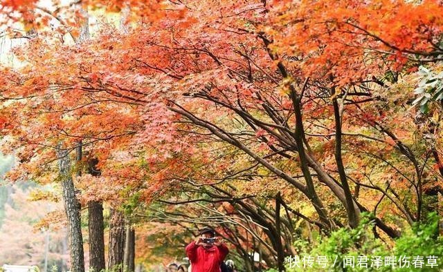 杭州:灵隐路一路飘红 赏红叶已入佳境