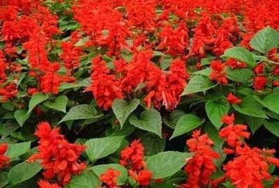  『富贵』此花花色鲜艳，花期长，容易养护，热情奔放，给家中带来富贵好运