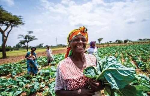 中国人带头在非洲的土地上种庄稼，见到大丰收的黑人表示不敢相信