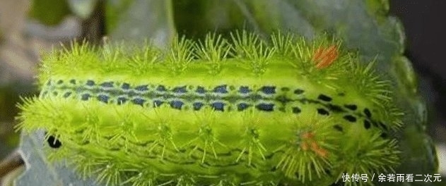  【上榜】农村不能乱碰的4种生物, 水蛭上榜, 碰了很可能会后悔